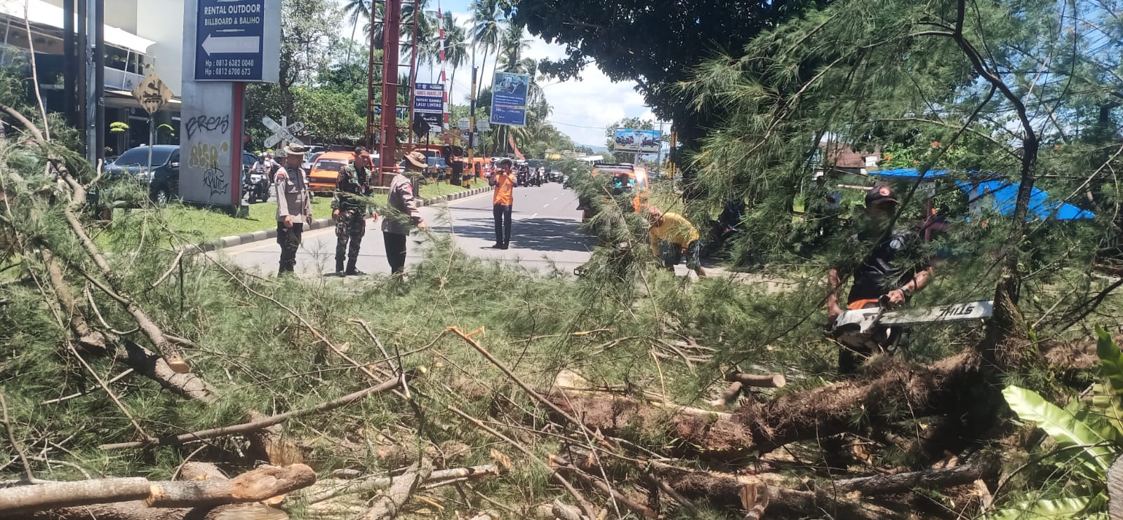 Pohon Cemara Raksasa Tumbang di Jalan Adinegoro, Lalu Lintas Padang Tersendat