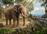 Zidan Berubah Agresif dan Melukai Pawang, TMSBK Bukittinggi Minta Kemenhut Evakuasi Gajah Jantan 34 Tahun Ini