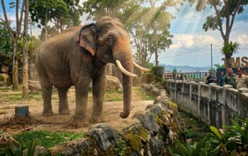 Zidan Berubah Agresif dan Melukai Pawang, TMSBK Bukittinggi Minta Kemenhut Evakuasi Gajah Jantan 34 Tahun Ini