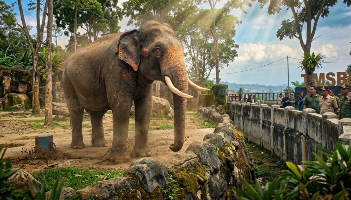 Zidan Berubah Agresif dan Melukai Pawang, TMSBK Bukittinggi Minta Kemenhut Evakuasi Gajah Jantan 34 Tahun Ini
